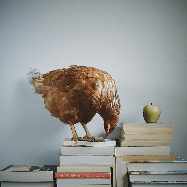 A Bookish Baker